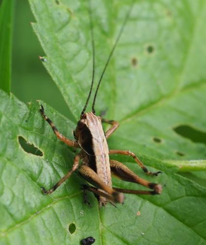 Pholidoptera griseoaptera